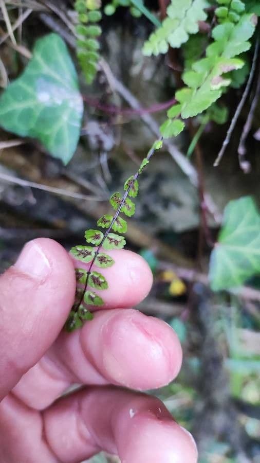 Erba rugginina 3