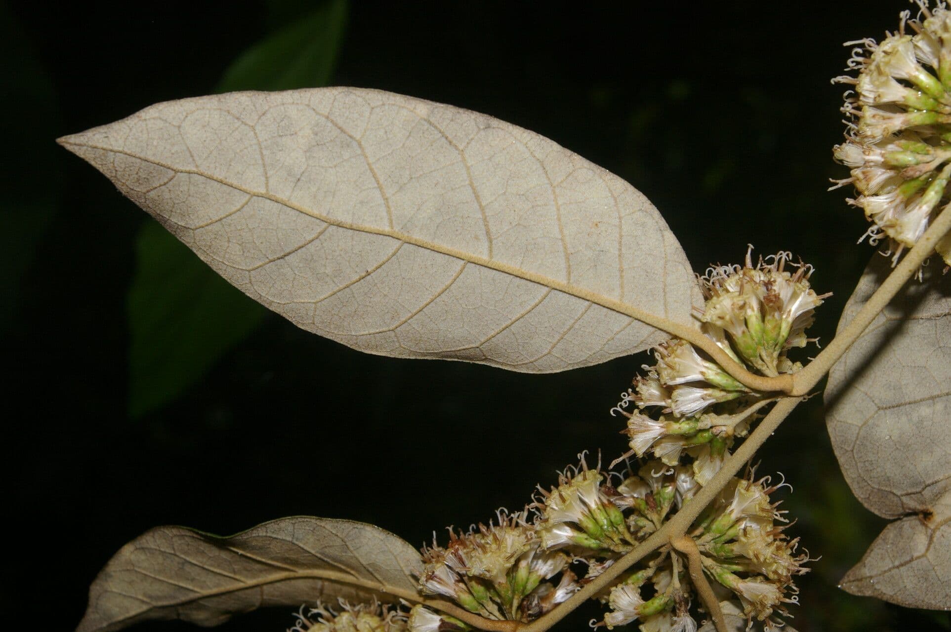 Piptocarpha 6