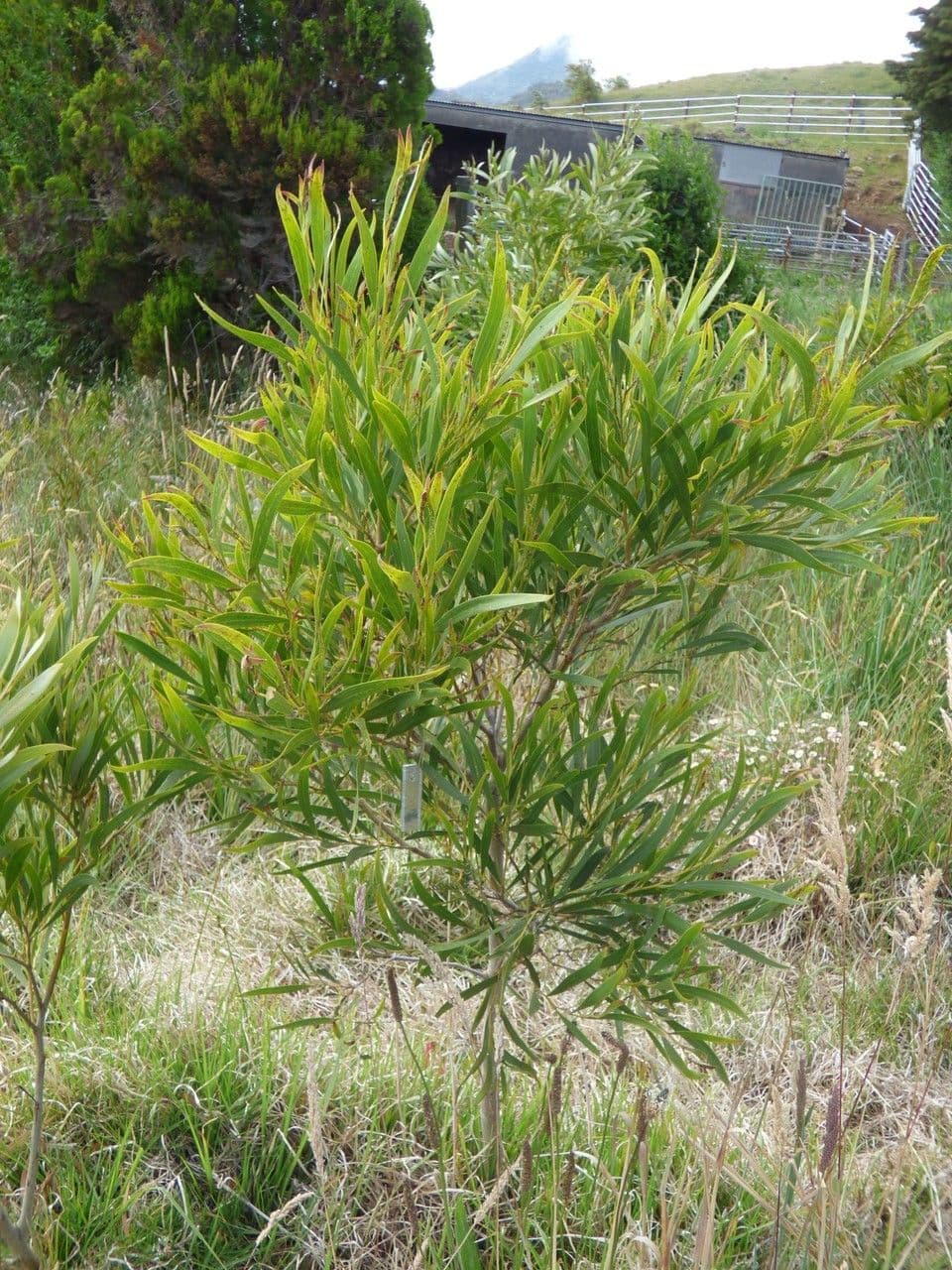 Acacia 12