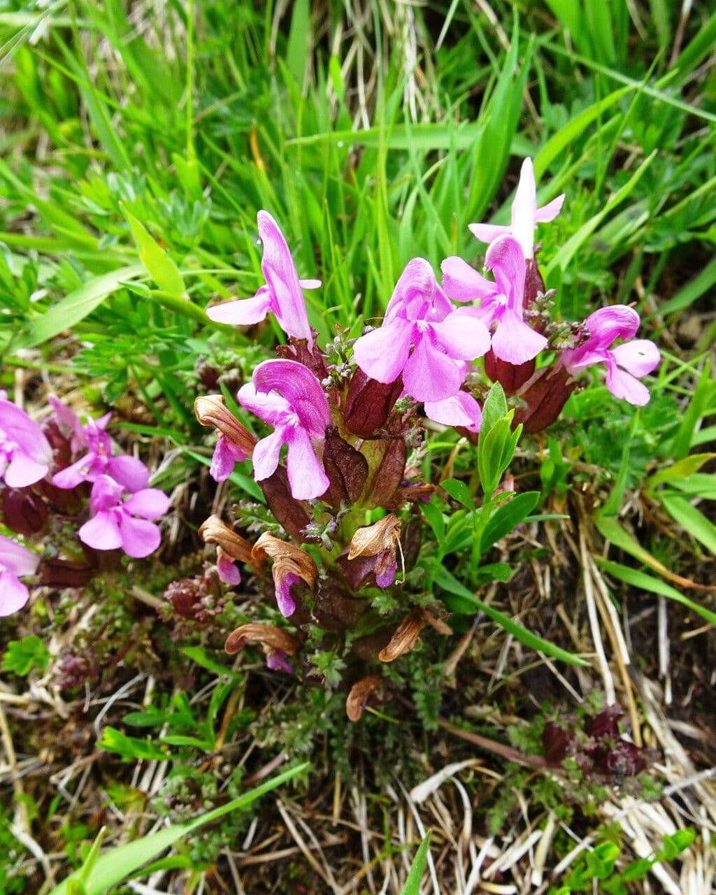Pedicolare silvatica 15