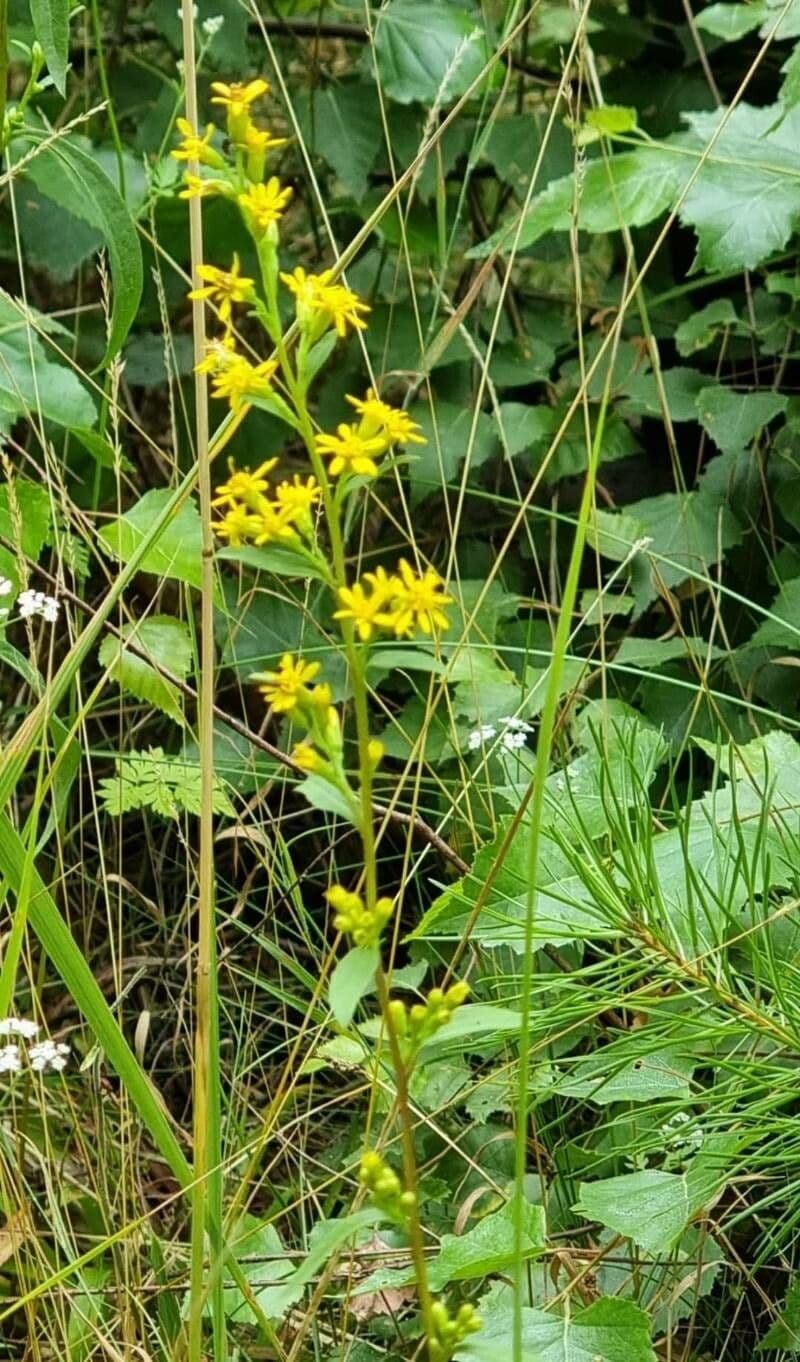 Solidago picciolata 3