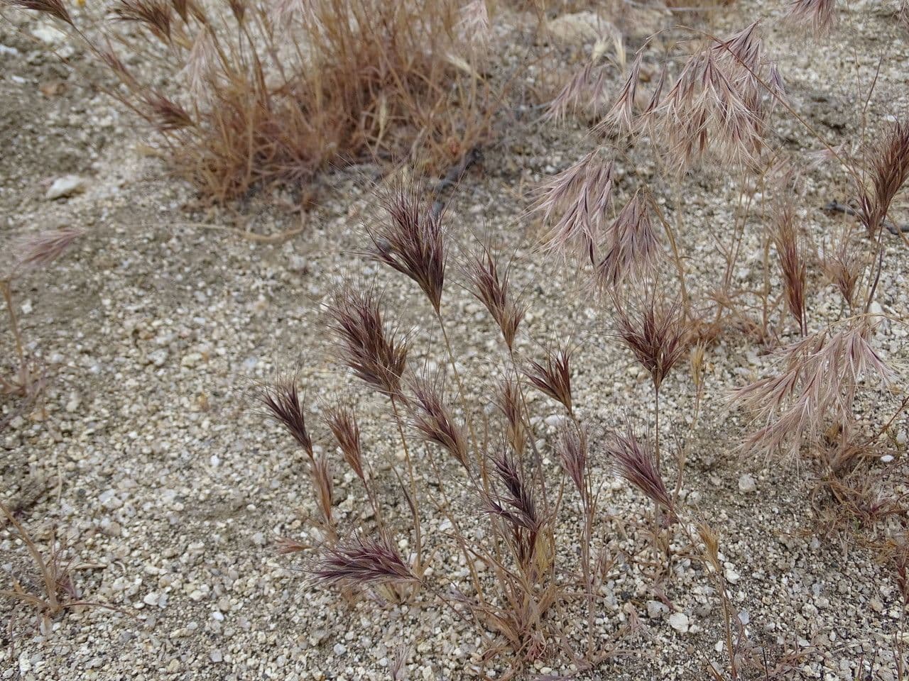 Rote Trespe 21