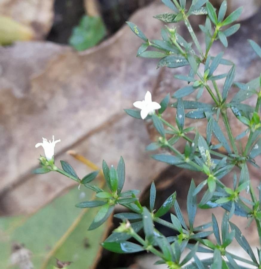 Galianthe brasiliana 2