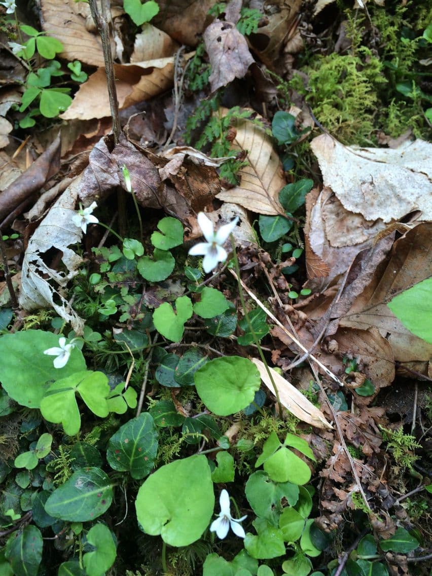 Weiße Waldveilchen 11