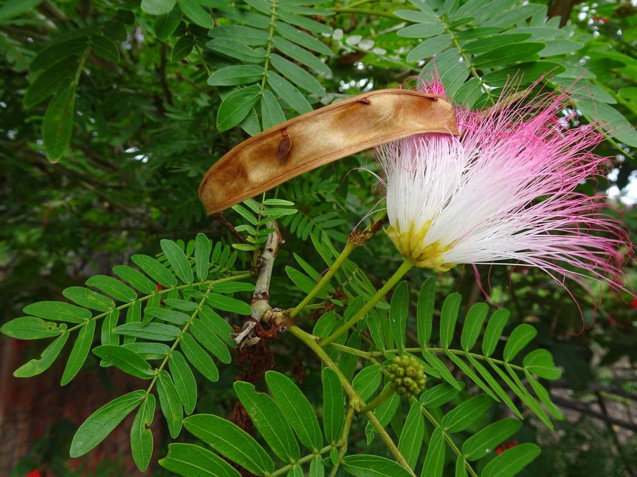 Calliandra del Suriname 7