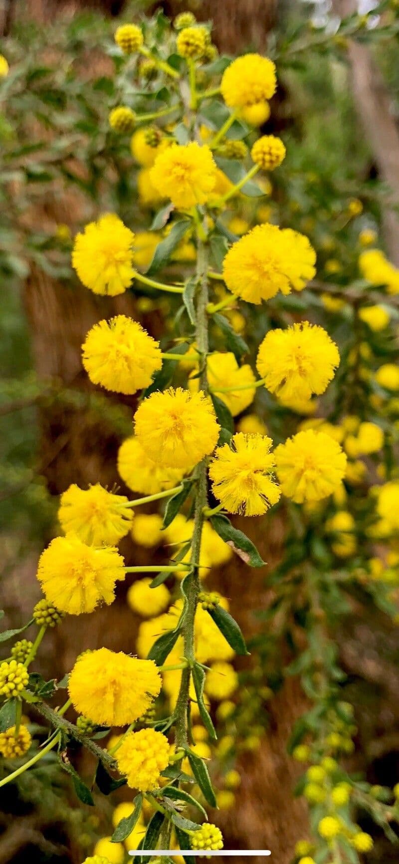 Acacia paradoxa 5