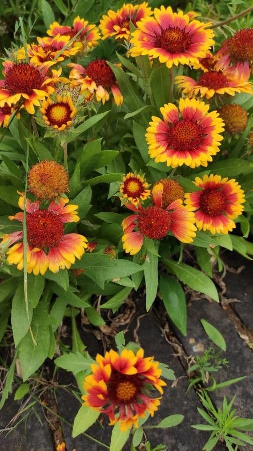 Gaillardia aristata 12