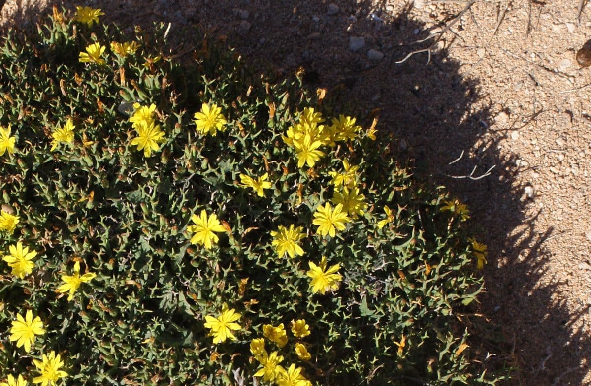 Launaea cervicornis 5