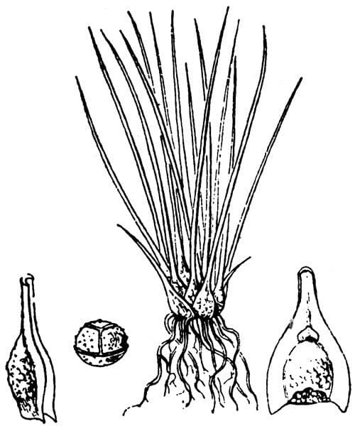 Šidlatka jazerná 14