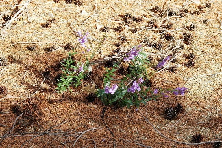Penstemon 3