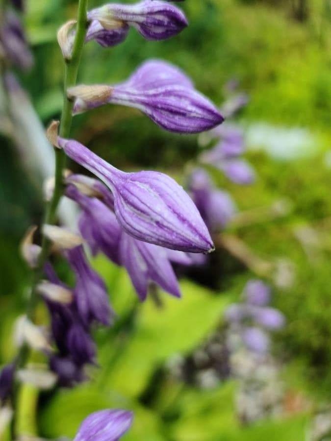 Hosta ventricosa 4