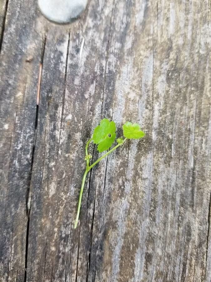 Hydrocotyle sibthorpioides 22