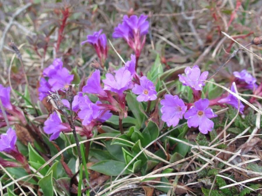 Primula 3