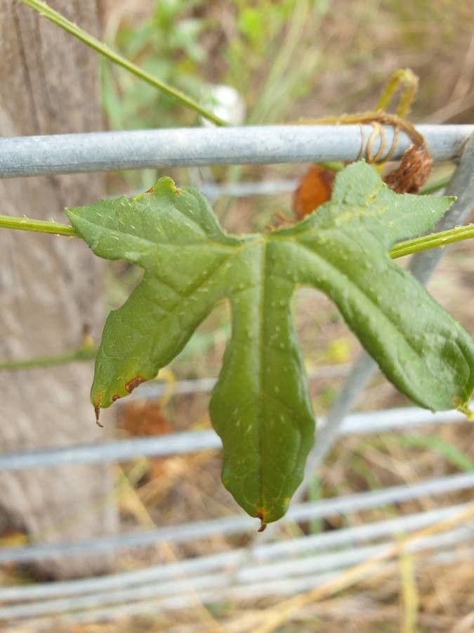 Diplocyclos palmatus 9