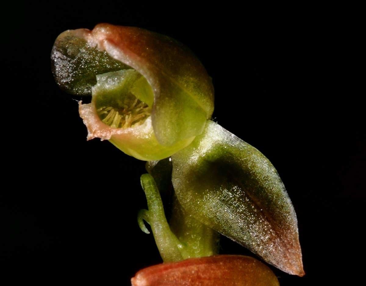 Goodyera verdiflora 6