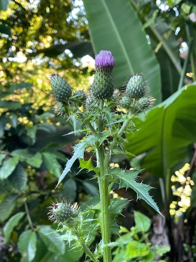 Cirsium mexicanum 6
