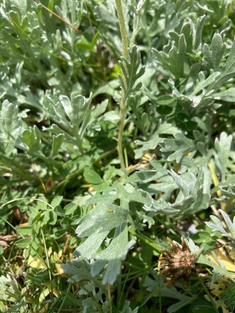 Achillea clavennae 18