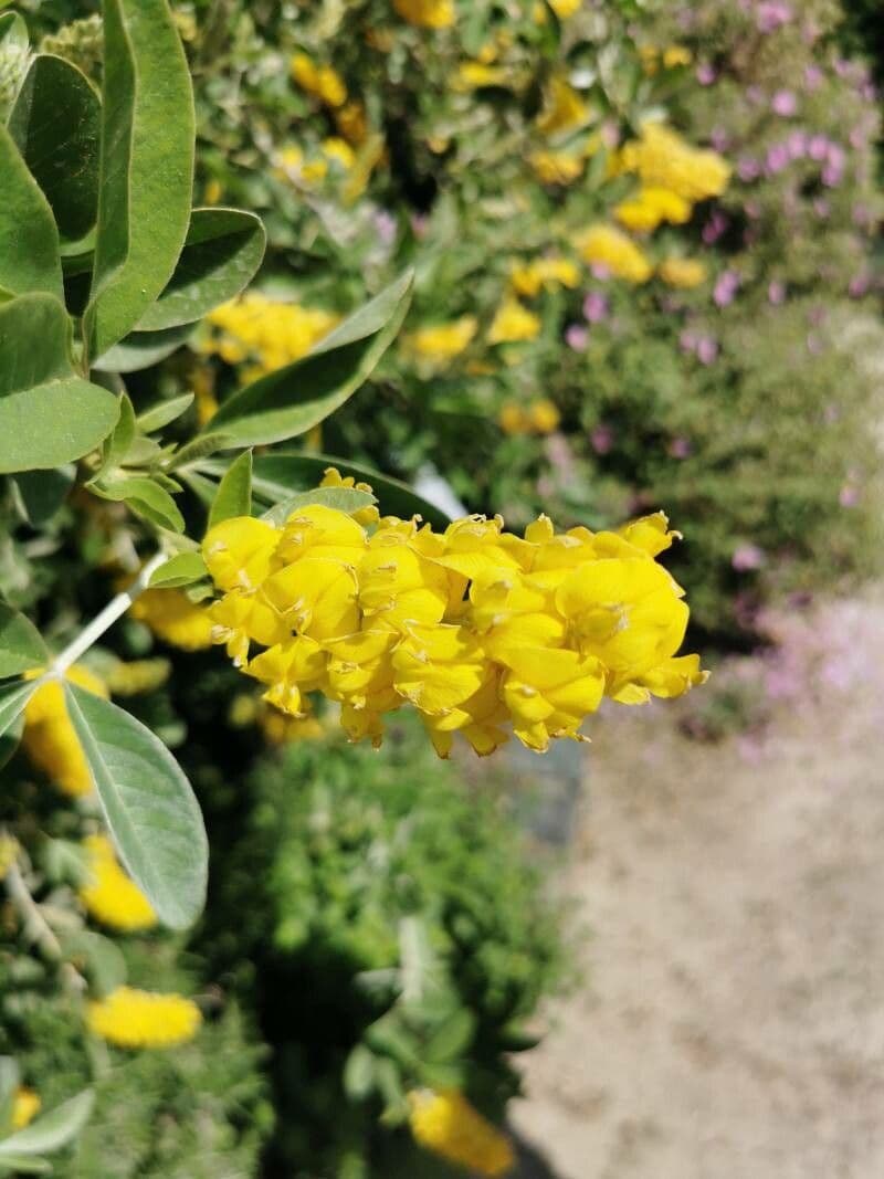 Argyrocytisus battandieri