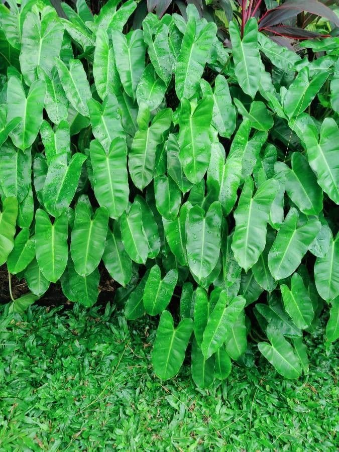 Filodendron Burle-Marxa 10