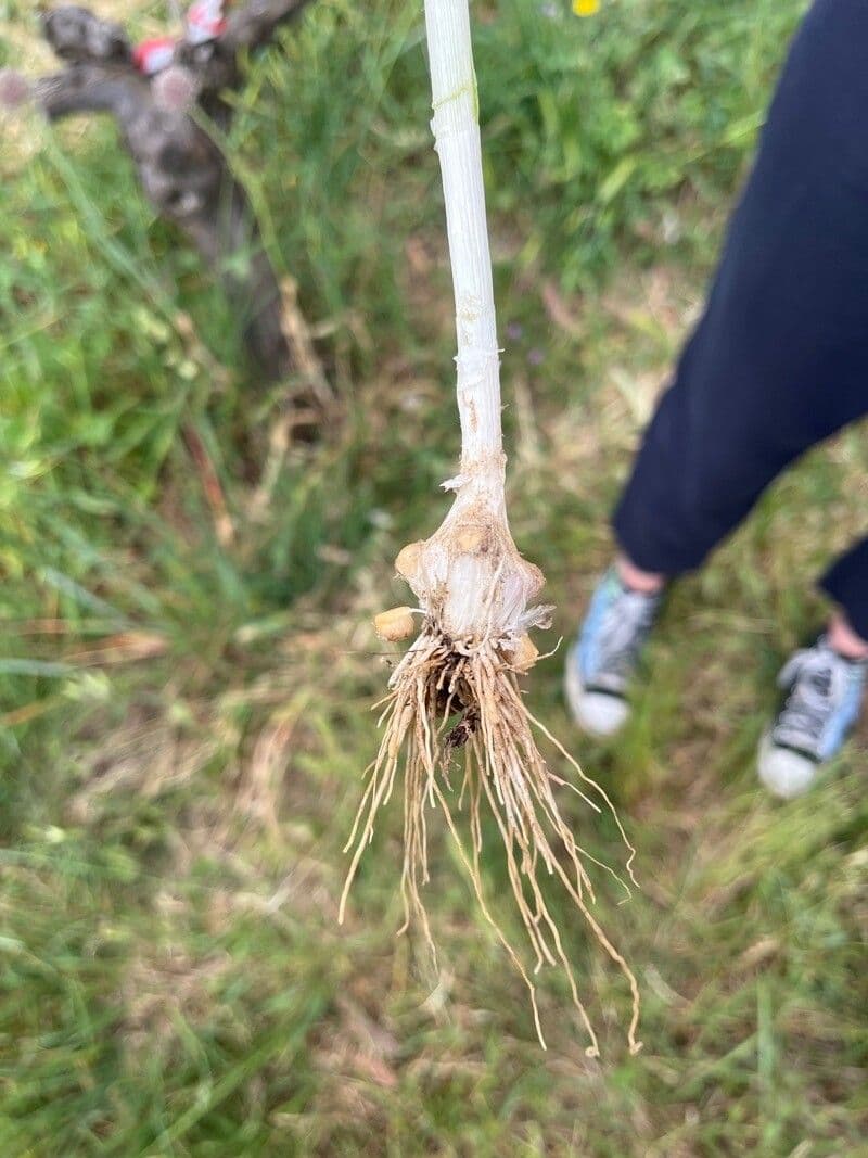 Aglio porro 28