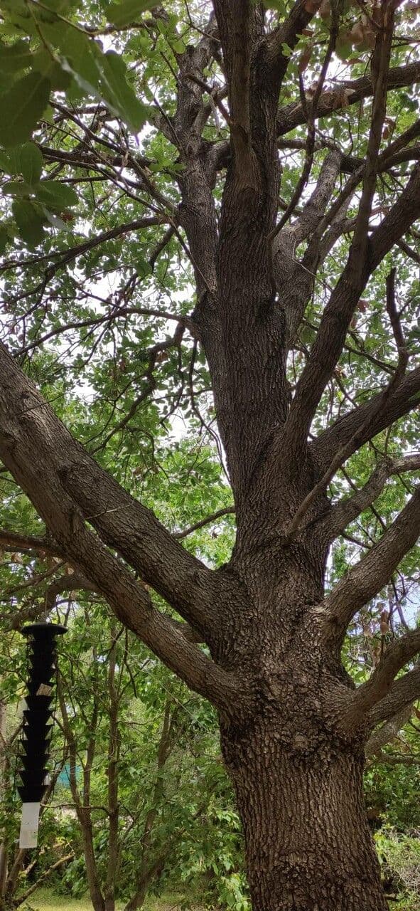 Quercia di Aleppo 5