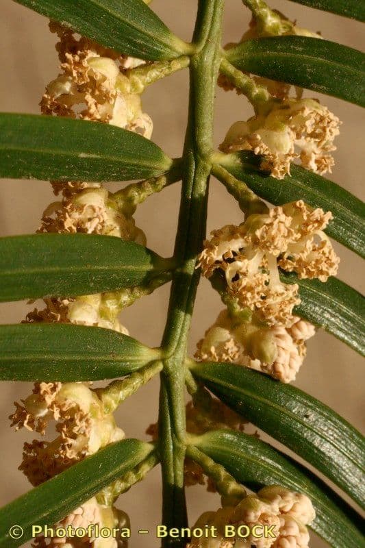 Obszarowca 26