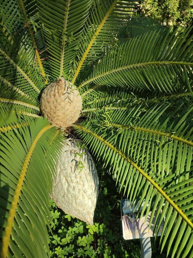 Dioon commestibile 3