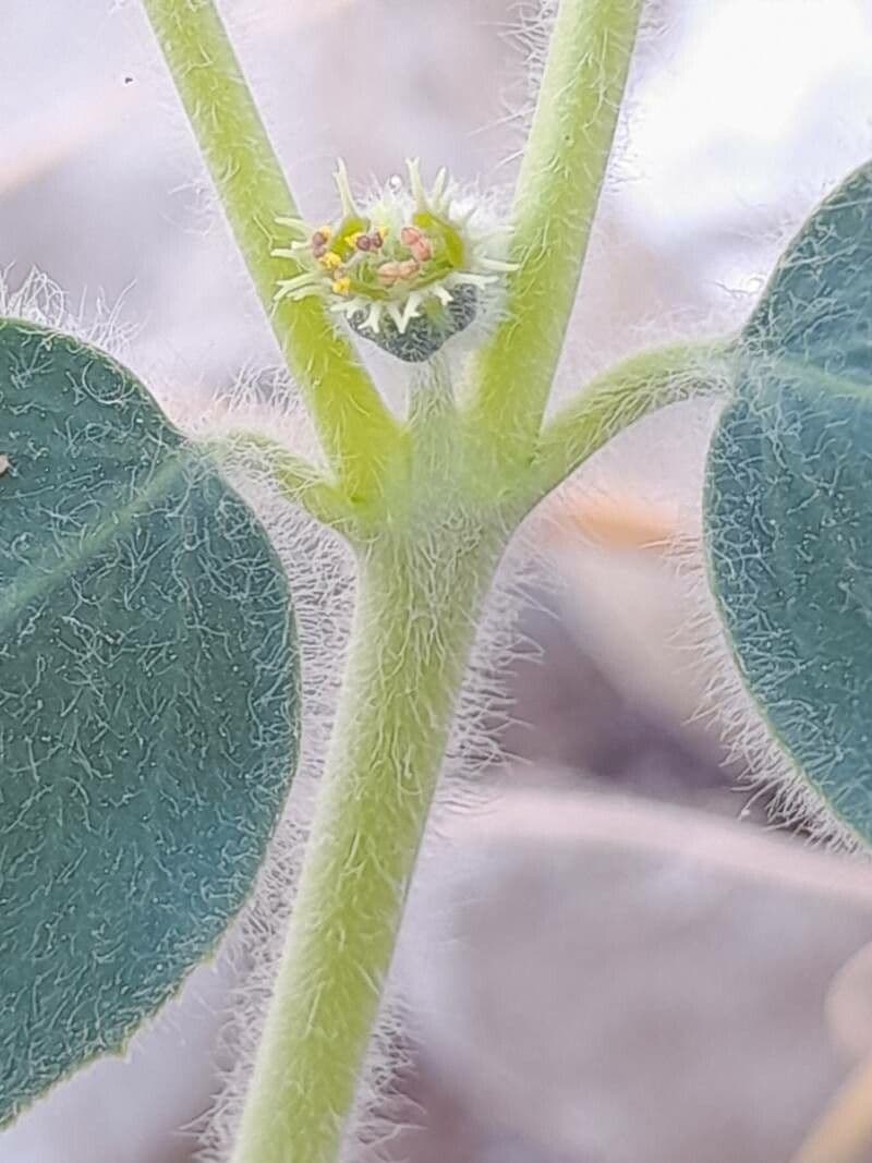 Petiolate Spurge 5