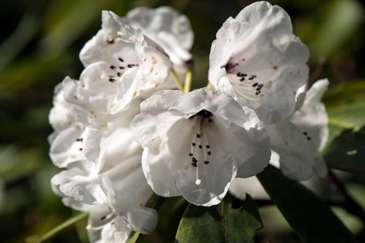 Rododendro maculato 2