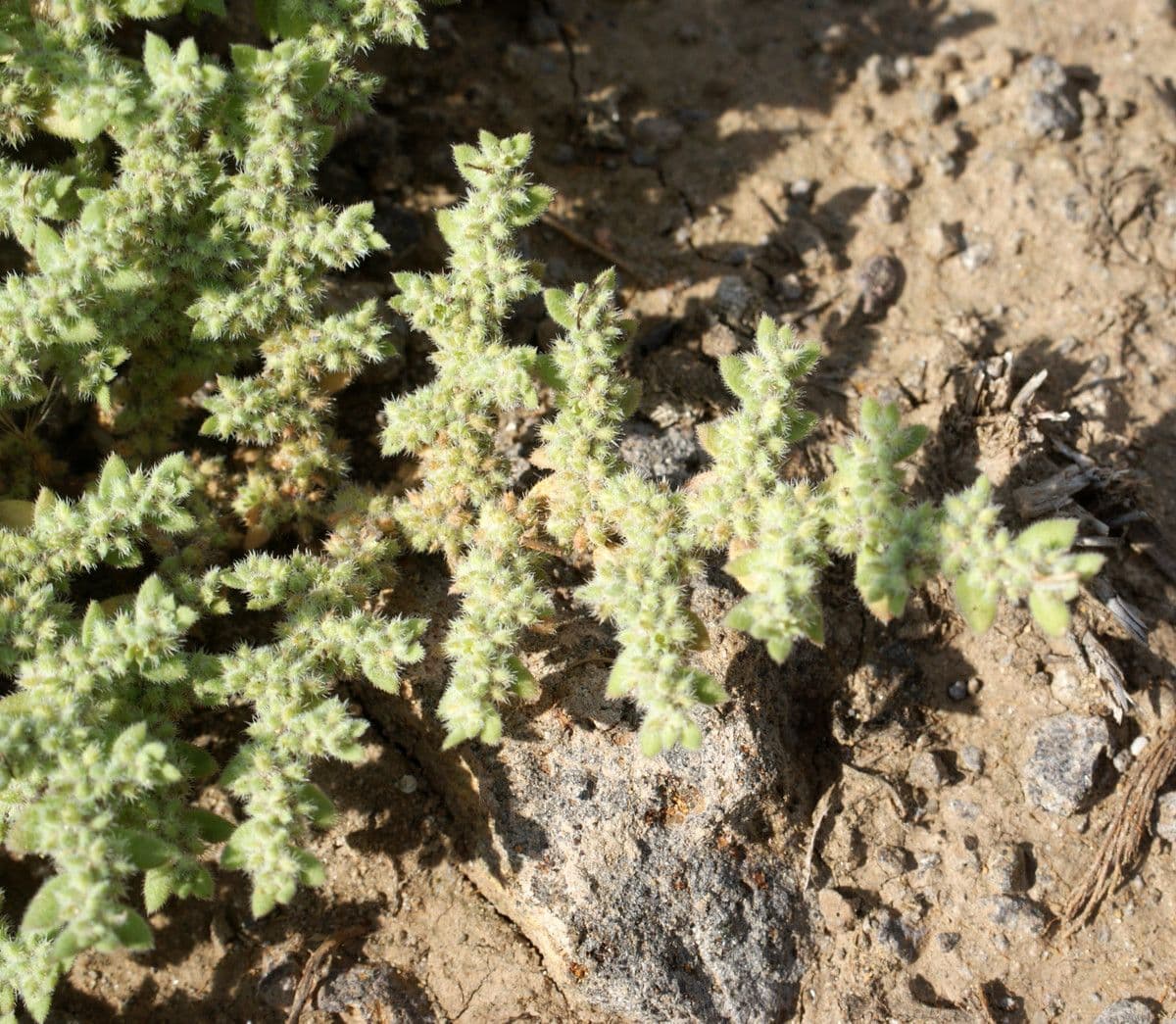 Herniaria hirsuta 11