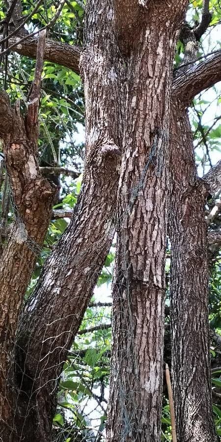 Ehretia acuminata 18
