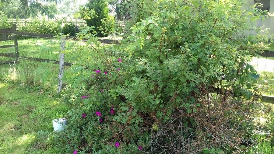 Rosa aspra 2