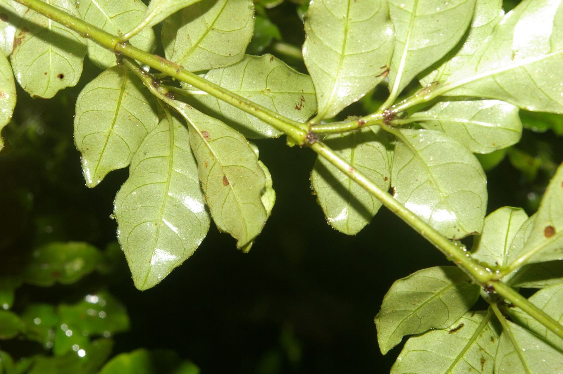 Psicotria del Chagres 12