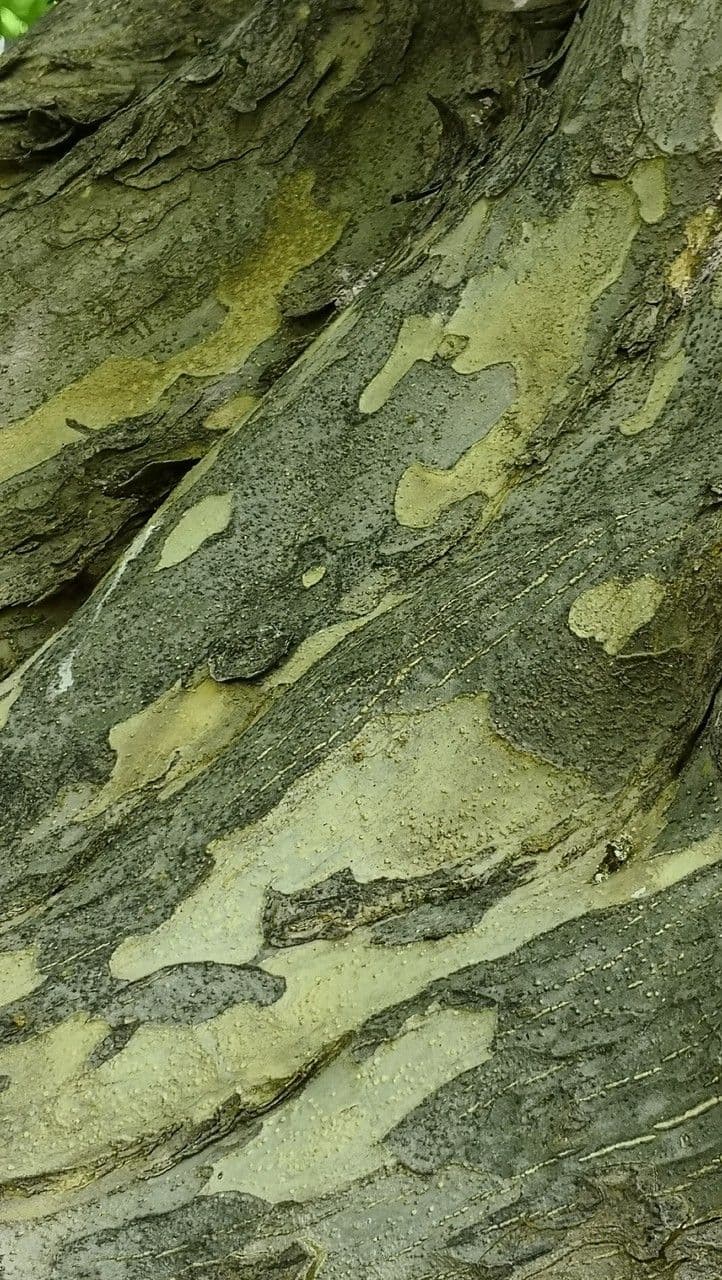 Pteroceltis 16