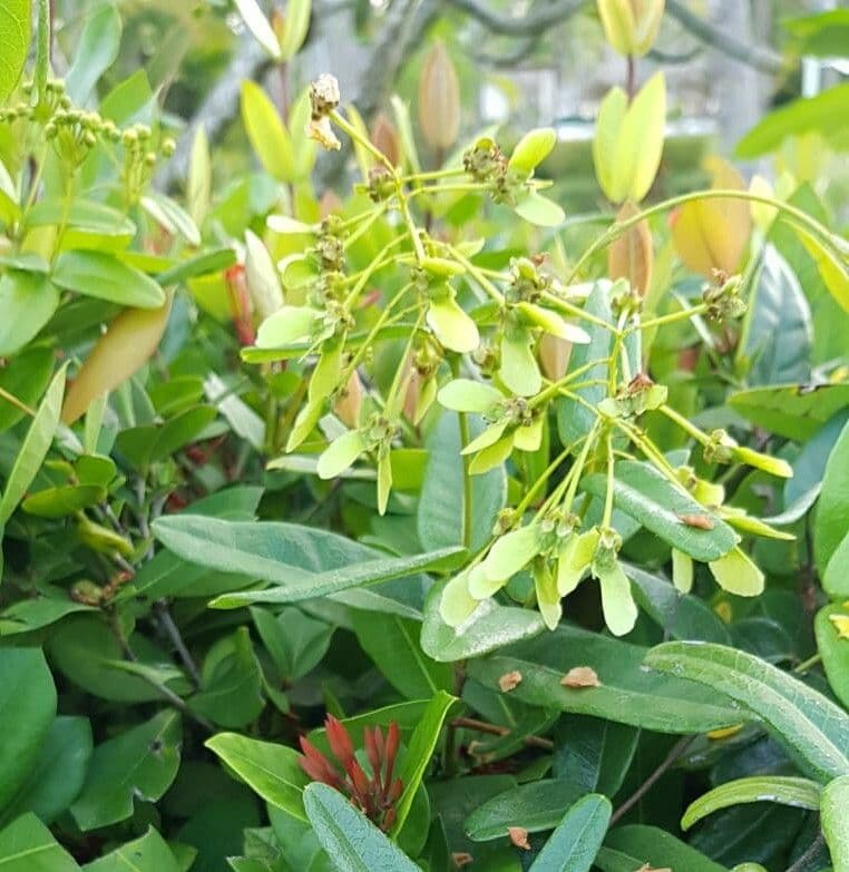 Stigmaphyllon