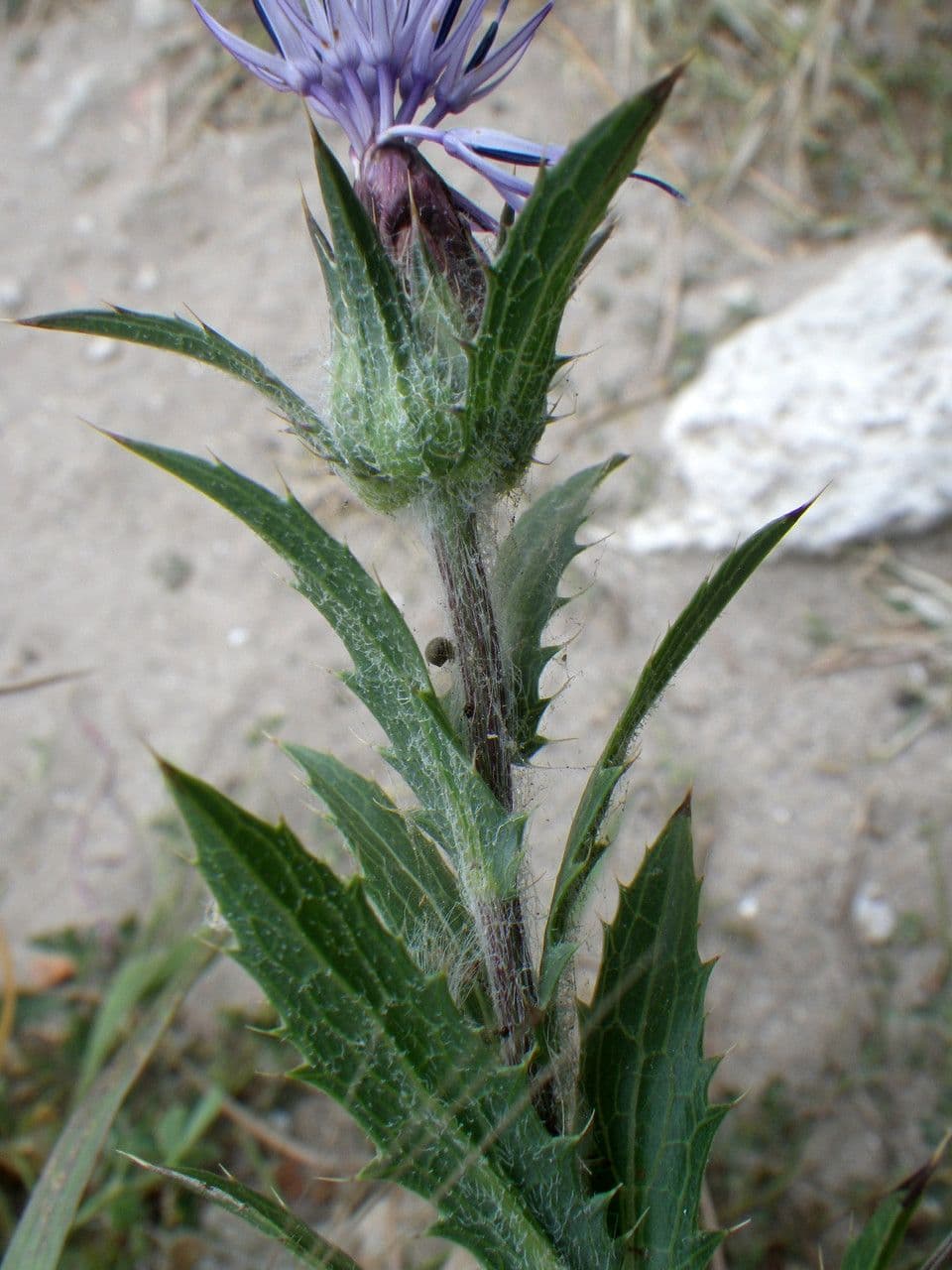 Blaue Distel 17
