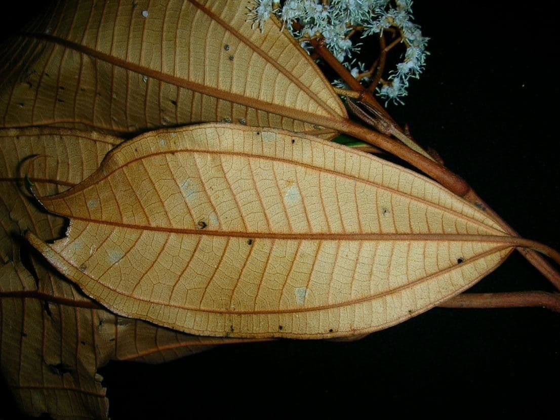 Miconia punteggiata 8