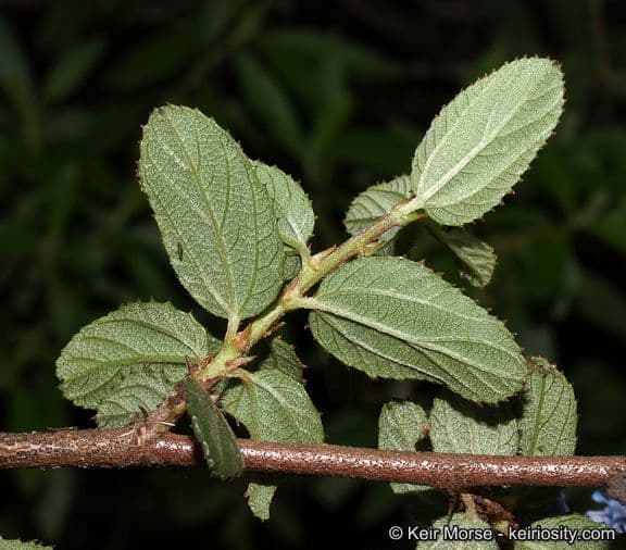 Ceanothus plstnatý 15