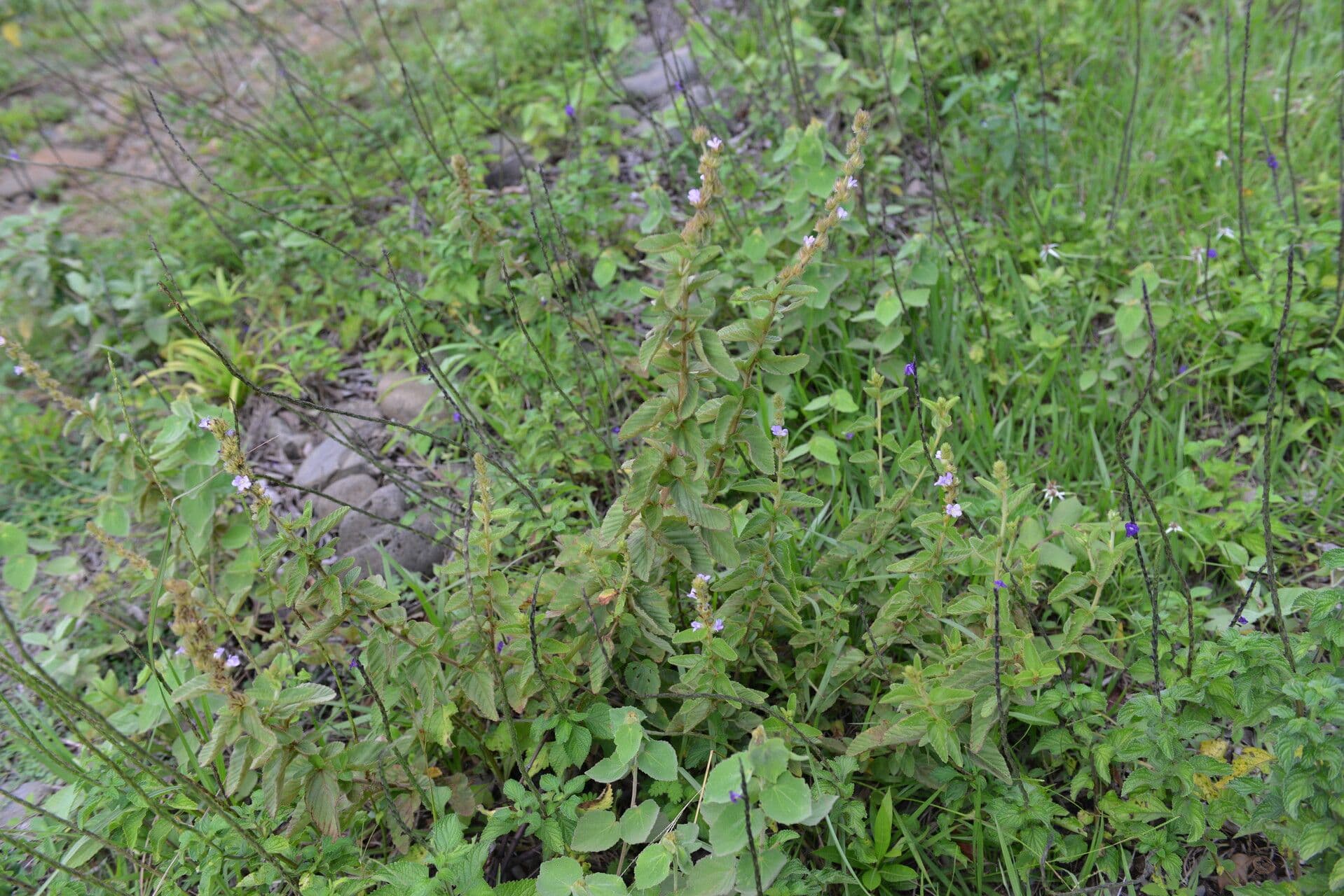 Melochia villosa 9