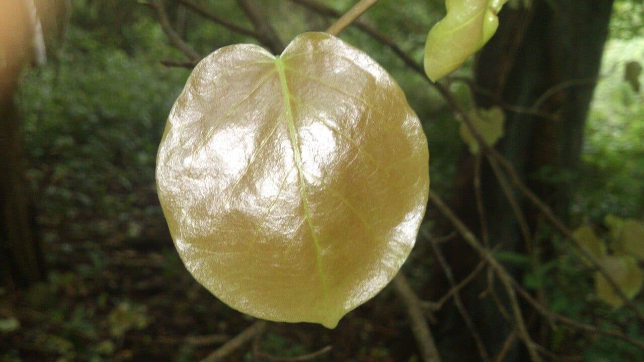 Coccoloba 5