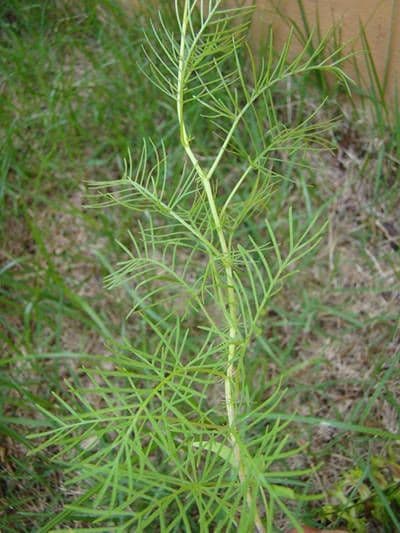 Ipomoea quamoclit 14