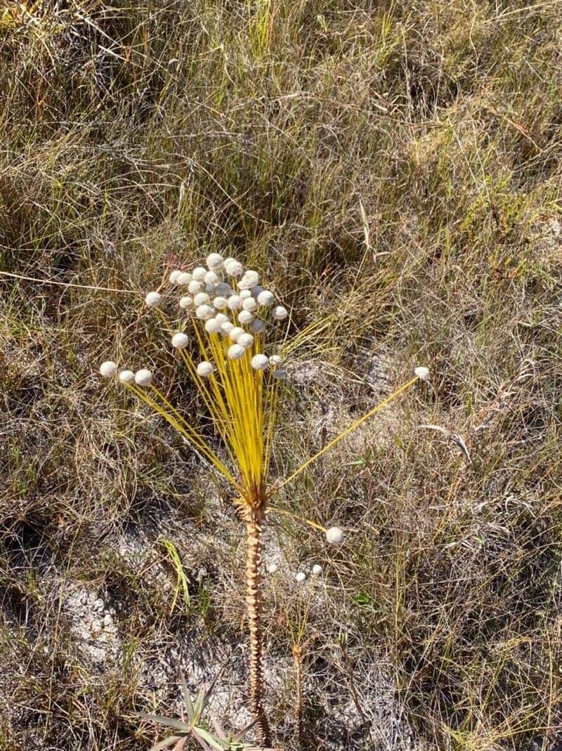 Paepalanthus 2