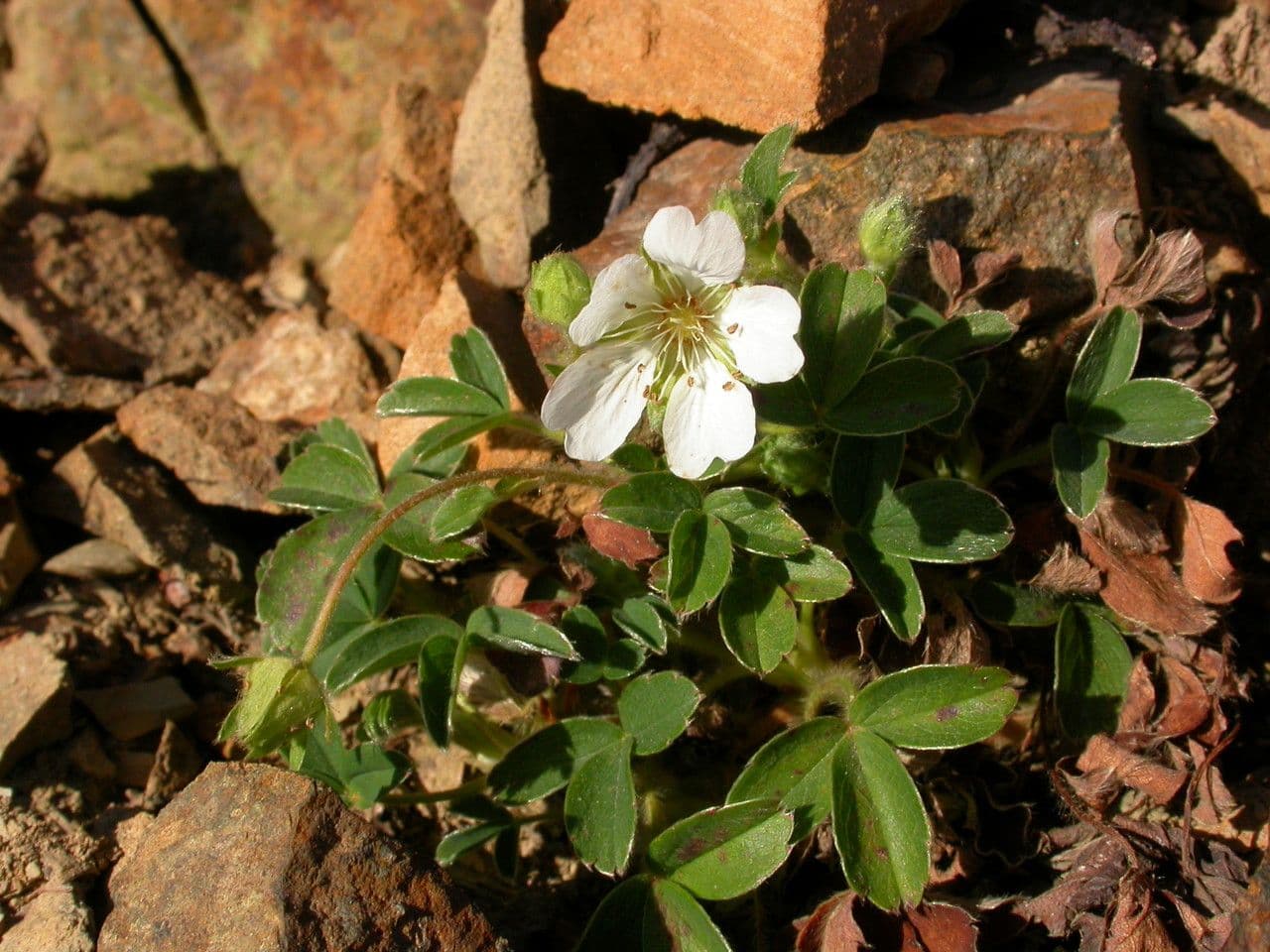 Berg-Fünfblatt 11