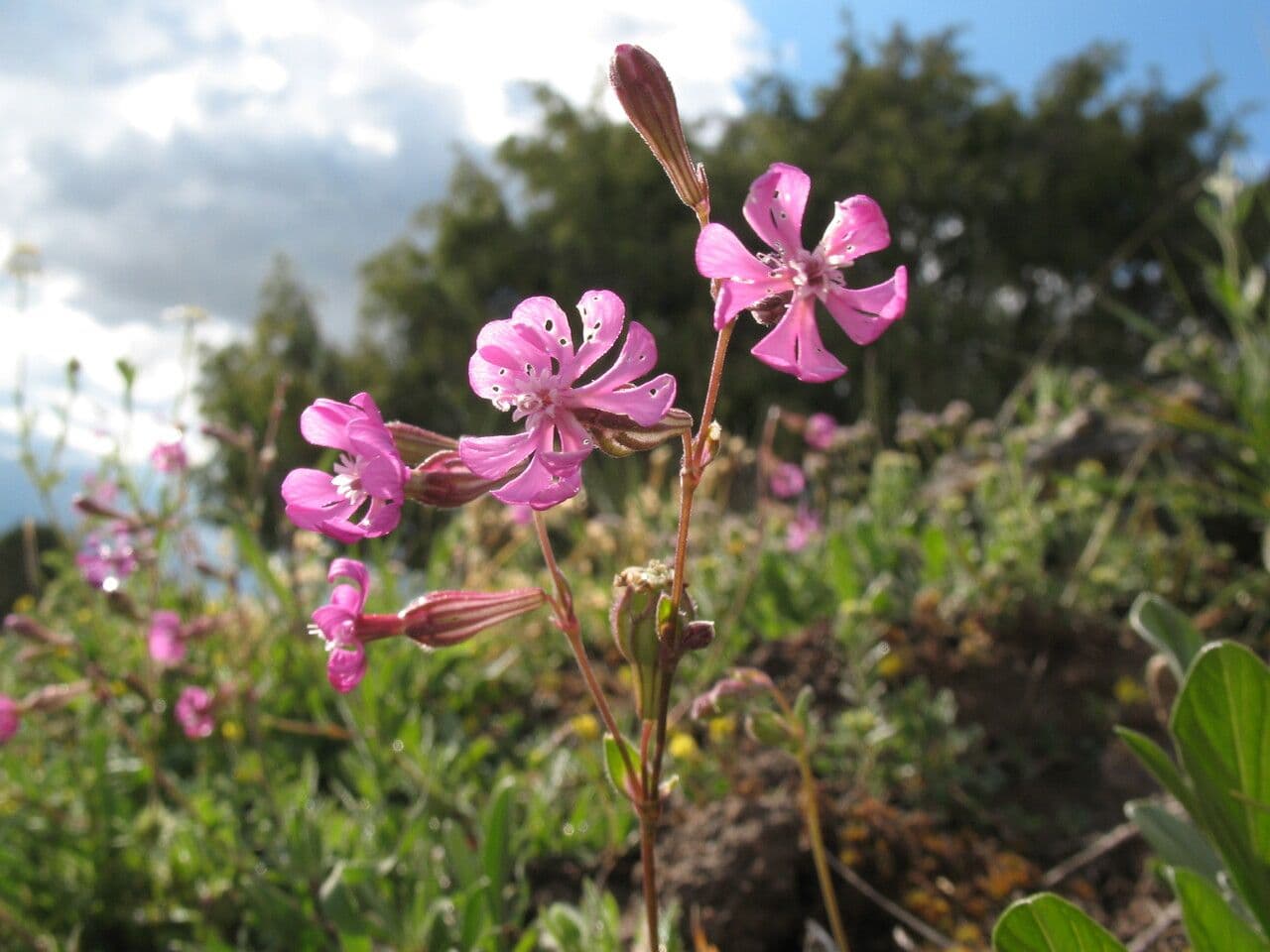 Silene 5