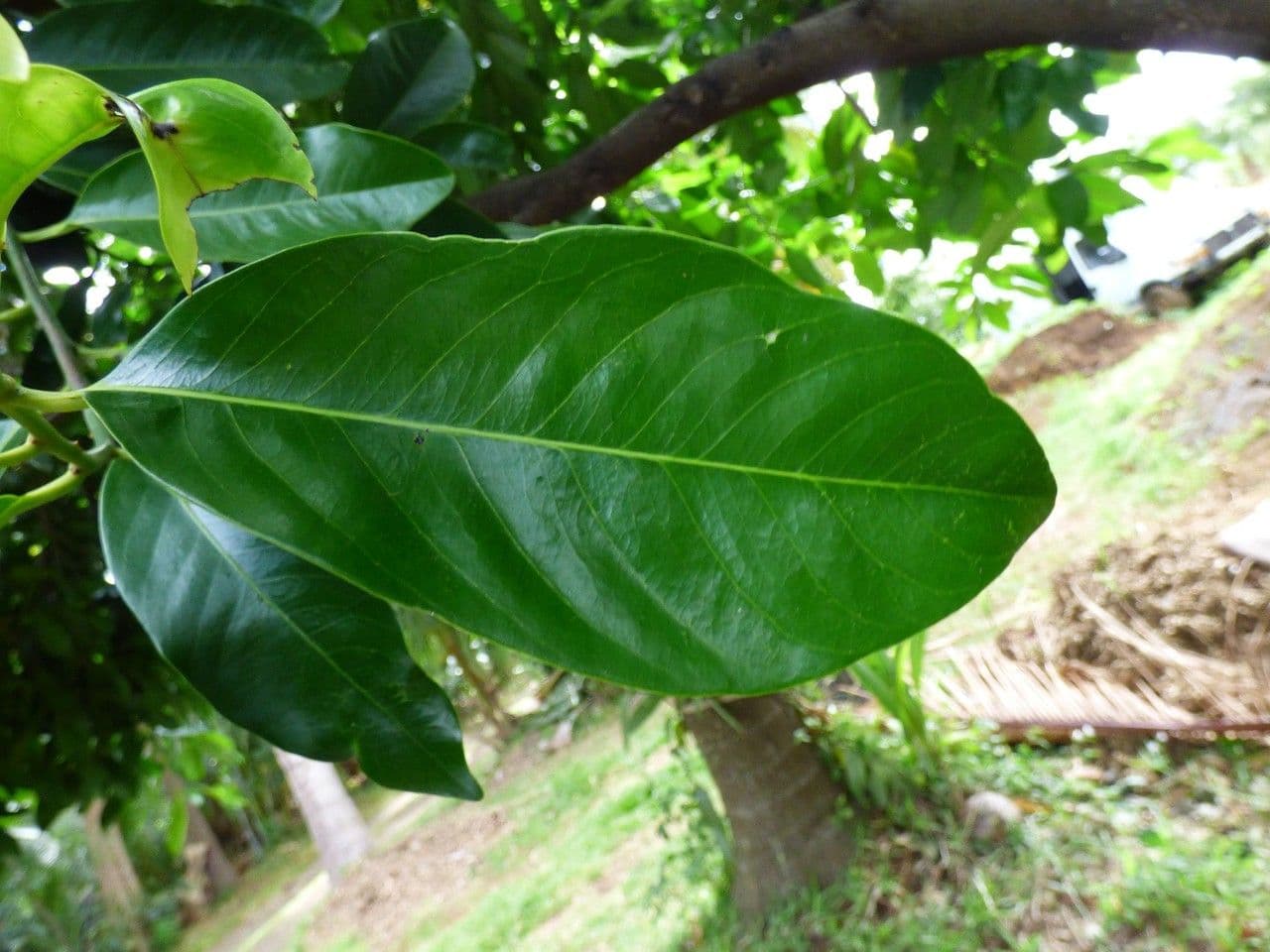 Cachi nero 10