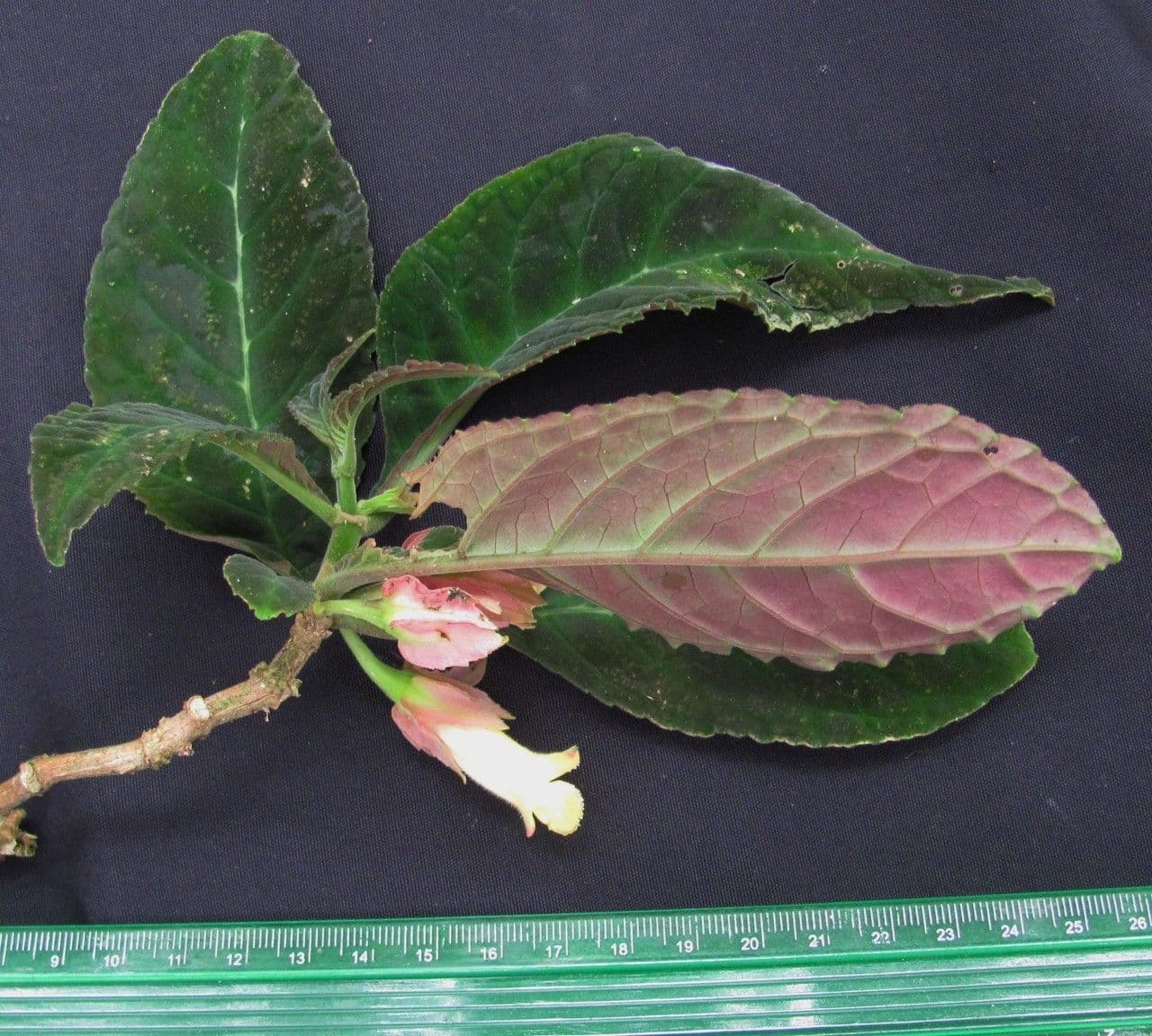 Drymonia 10