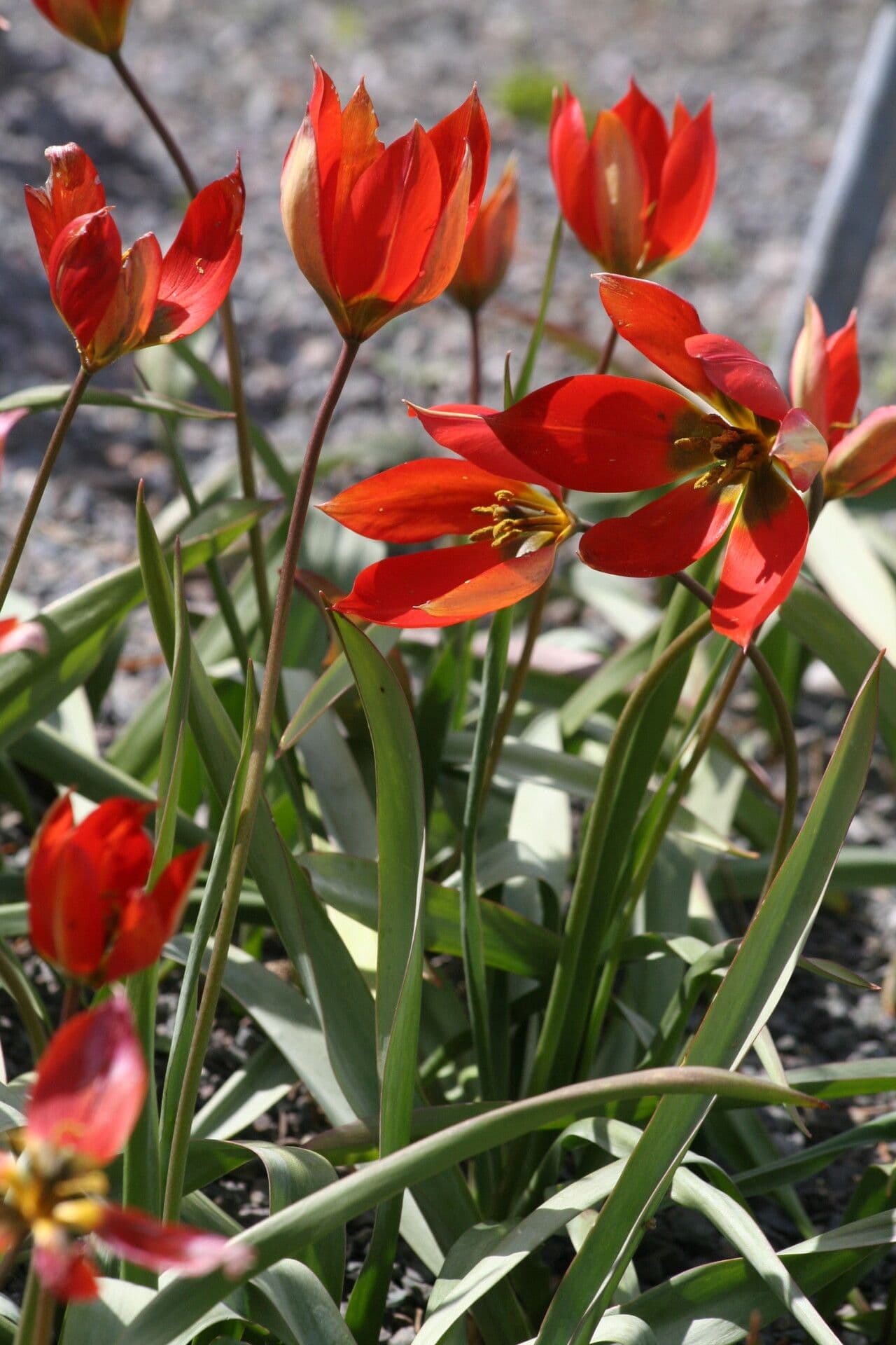 Tulipe d'Orient 3