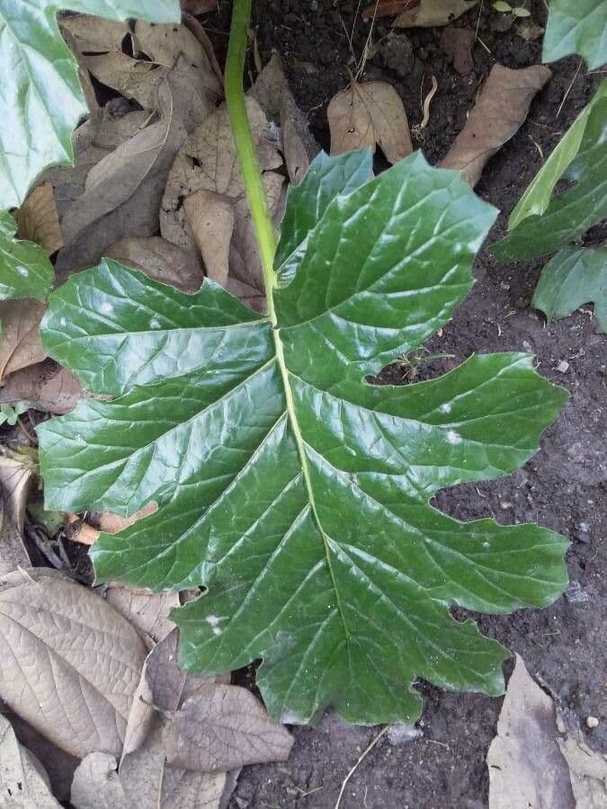 Acanto 19