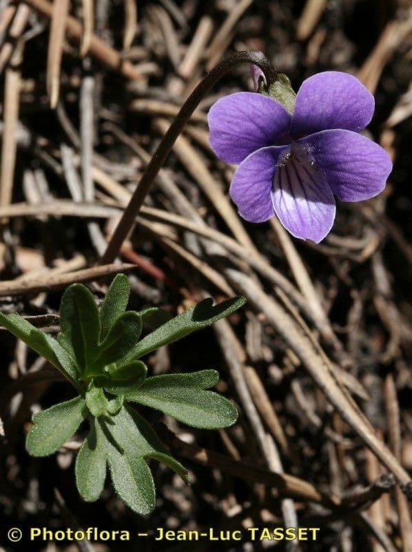 Violette pennée 8