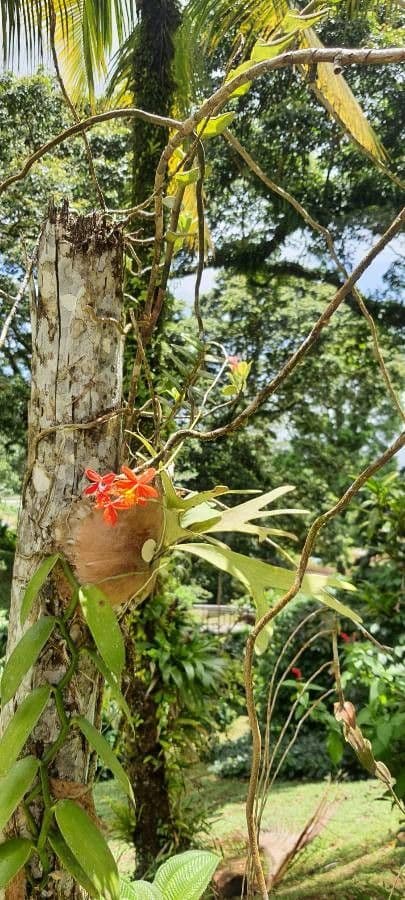 Epidendrum radicans 19
